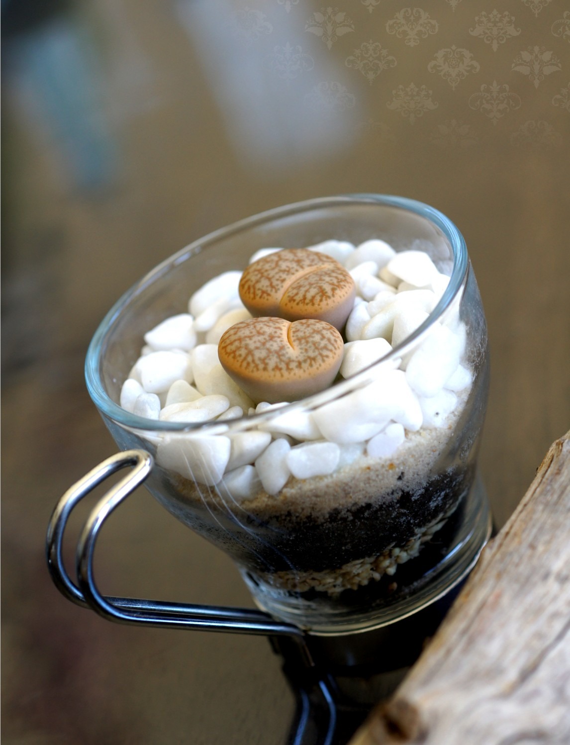 Living-stone lithops in white pebbles in a glass espresso cup